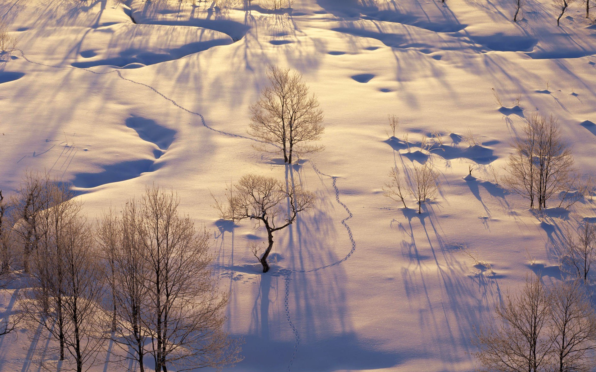 Snowy landscape with trees