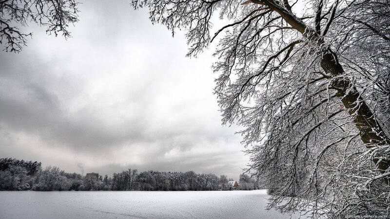Snowy landscape with trees