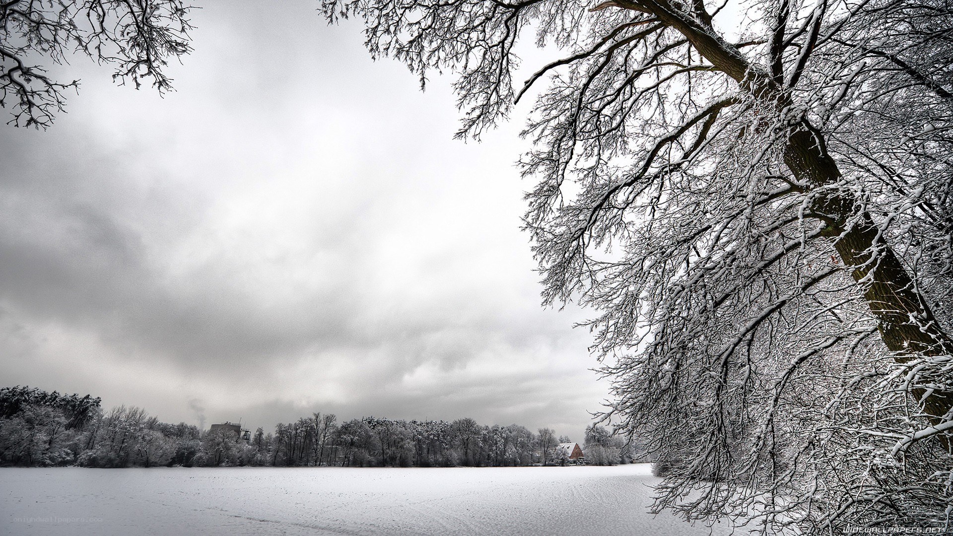 Snowy landscape with trees