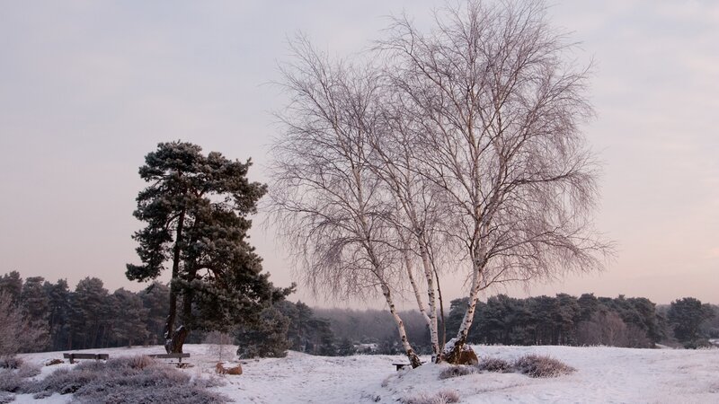 Snowy landscape with trees