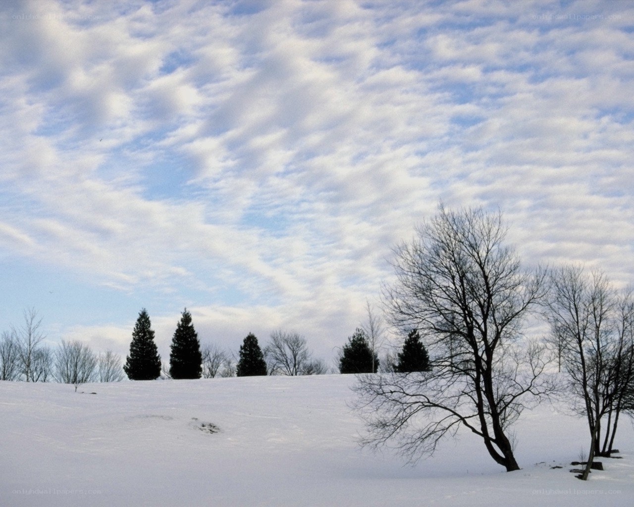Snowy landscape with trees