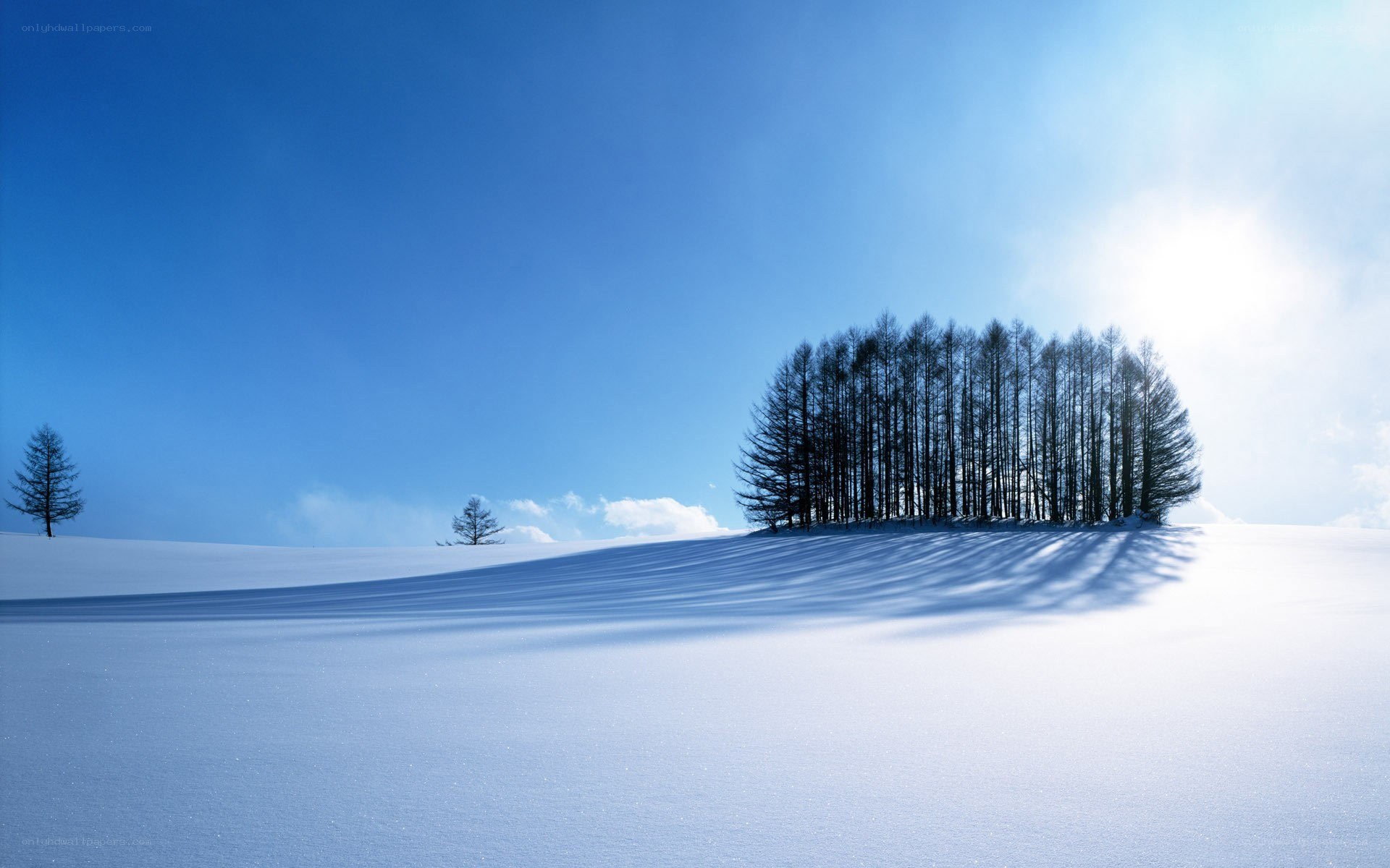Snowy landscape with trees
