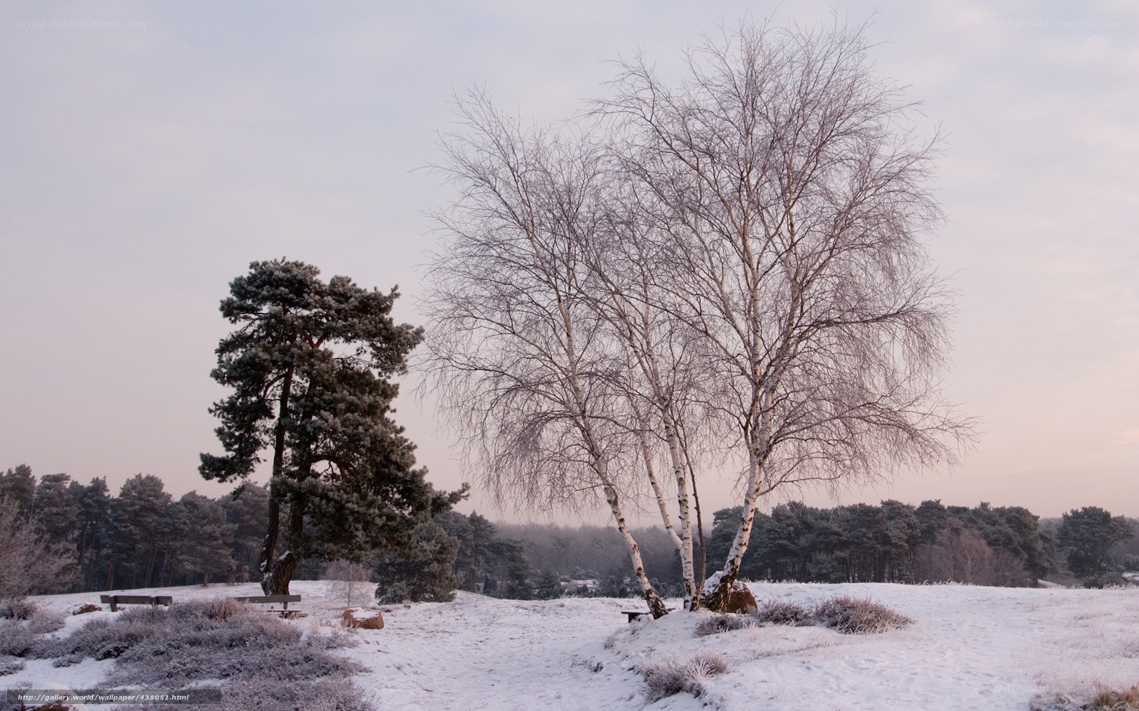 Snowy landscape with trees