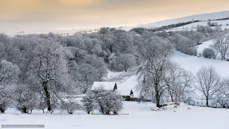 Snowy landscape with trees