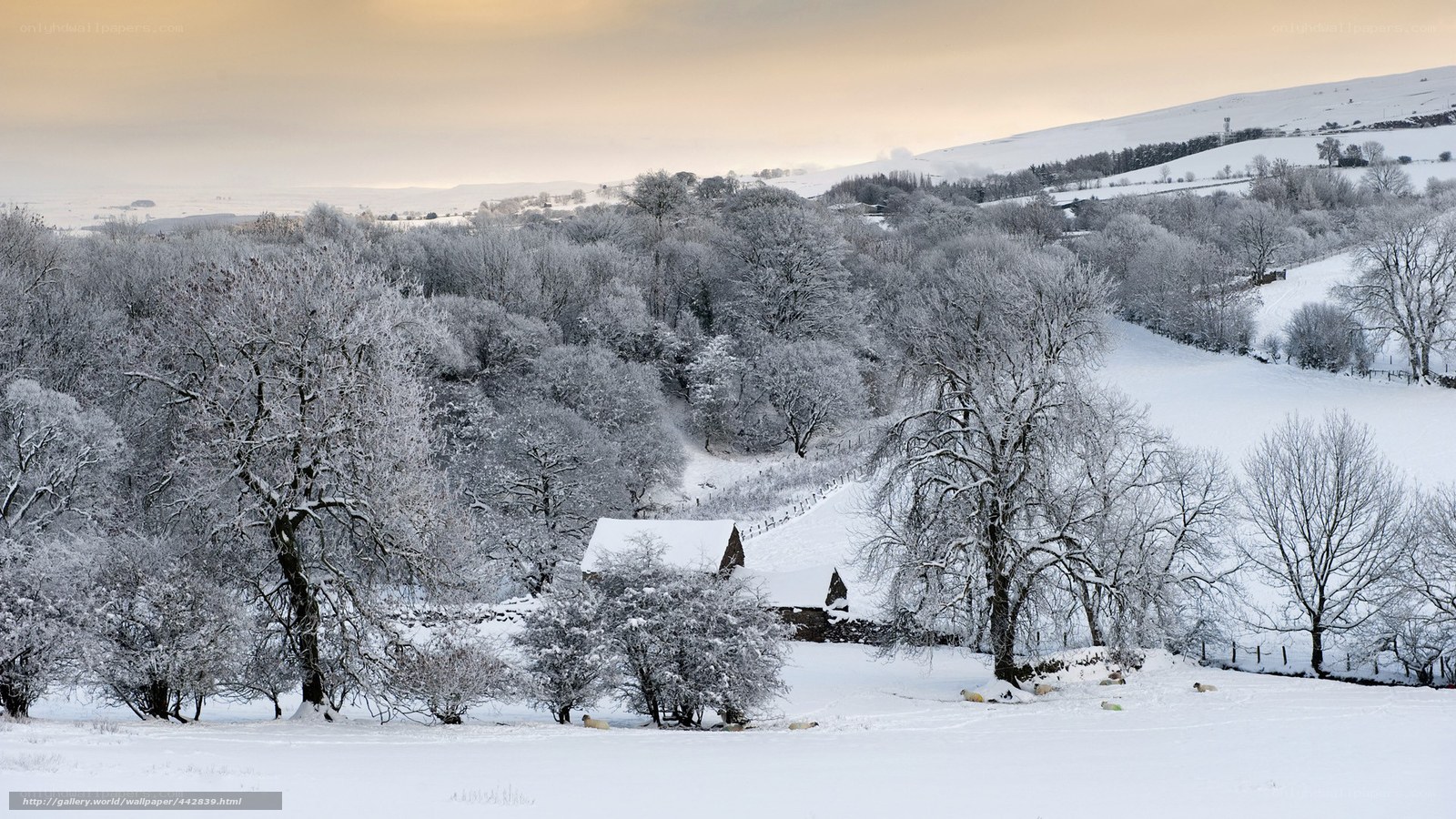 Snowy landscape with trees