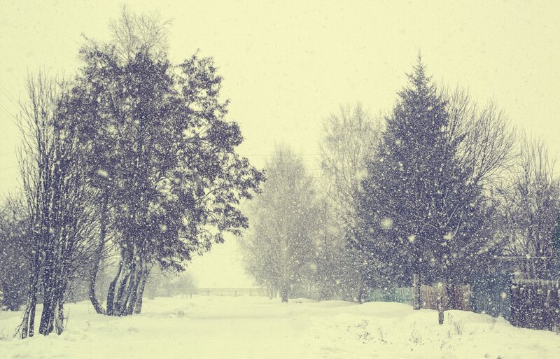 Snowy Landscape with Trees — White