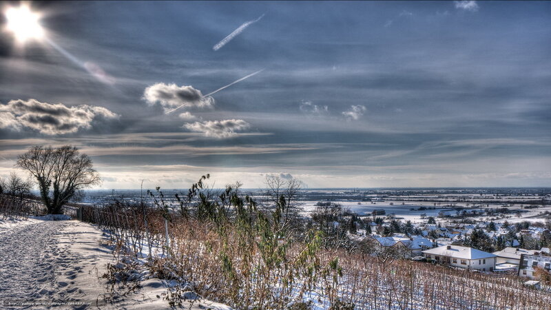 Snowy landscape with vineyard