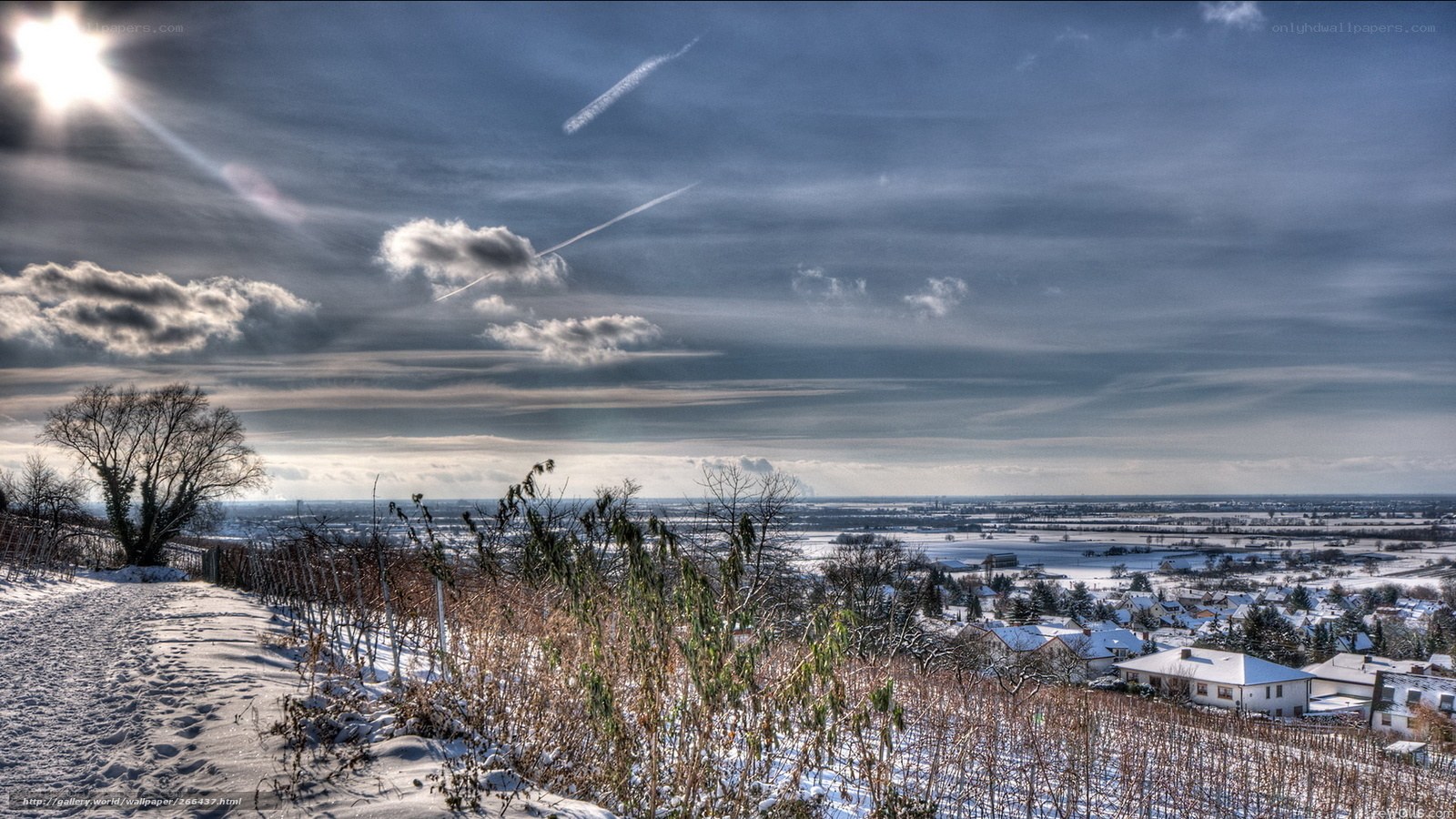 Snowy landscape with vineyard