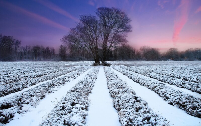 Snowy lavender fields at dusk