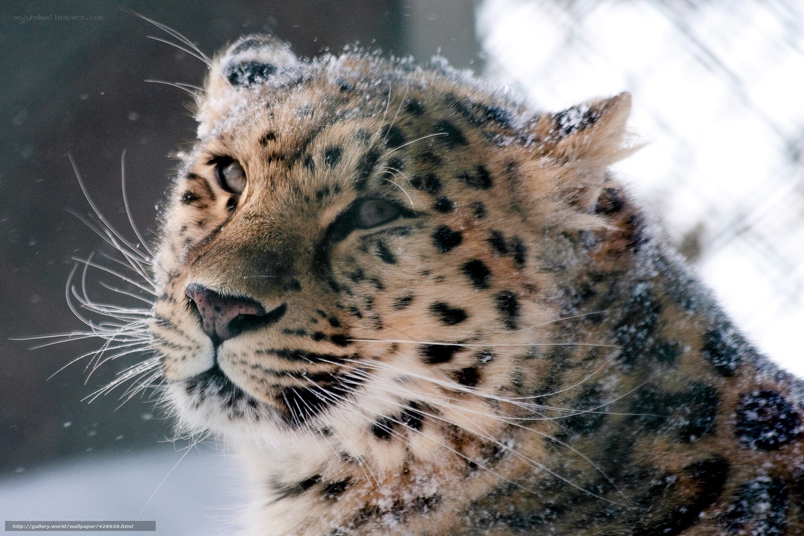 Snowy leopard in winter