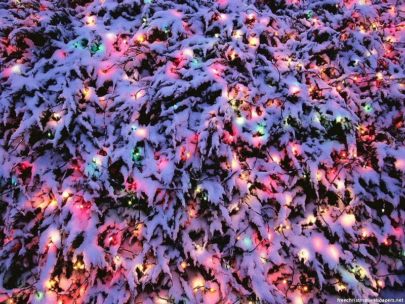 snowy lights on tree