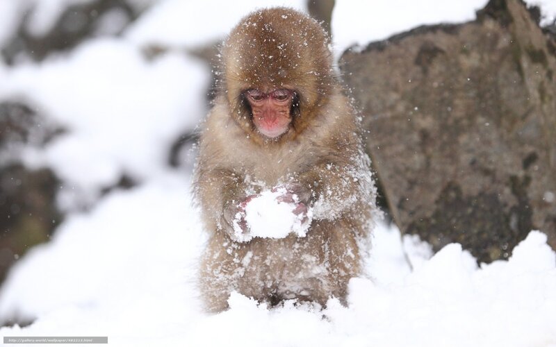 Snowy monkey playing in snow