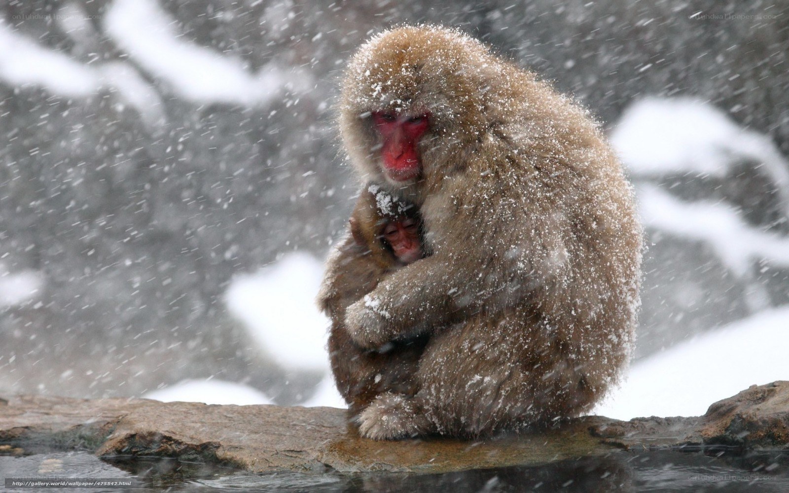 Snowy monkey with baby