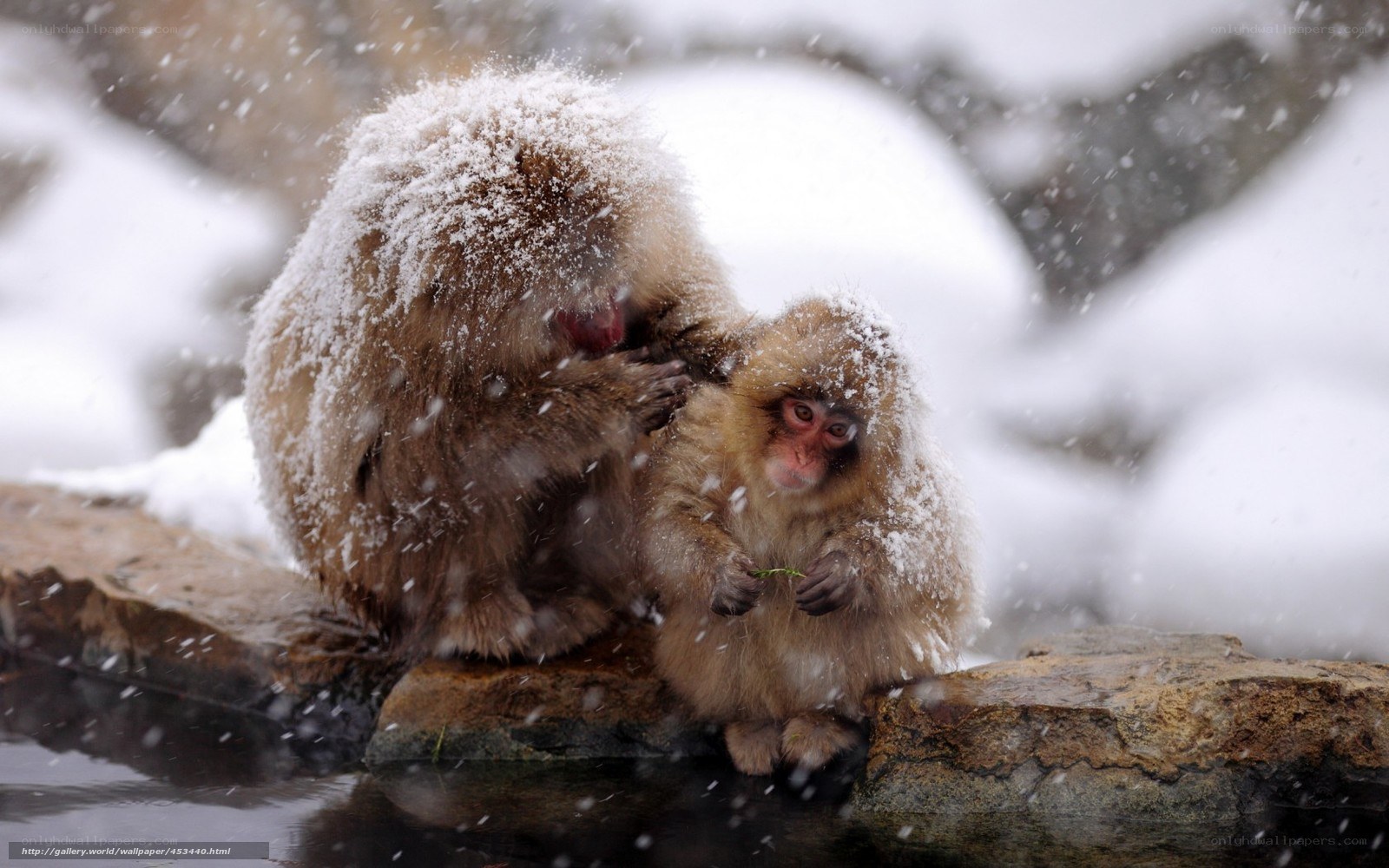 Snowy monkeys in winter