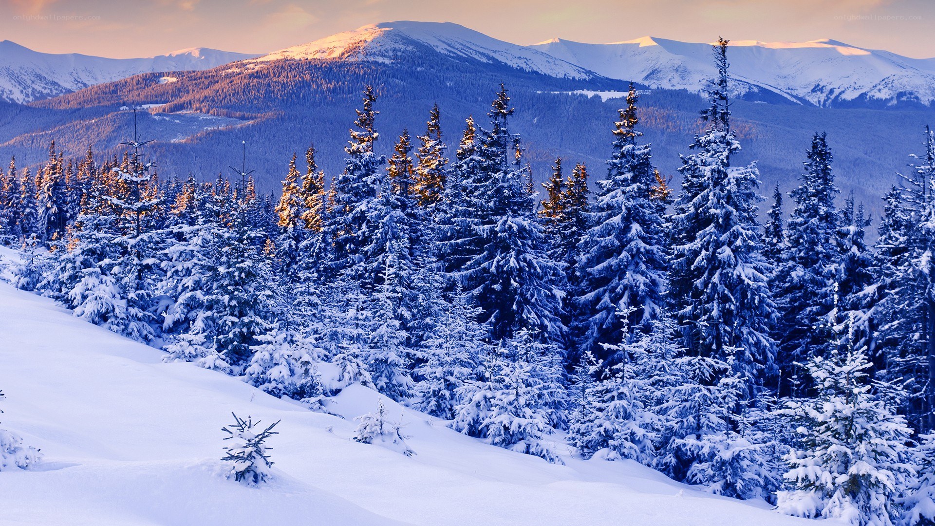 Snowy mountain forest at sunrise