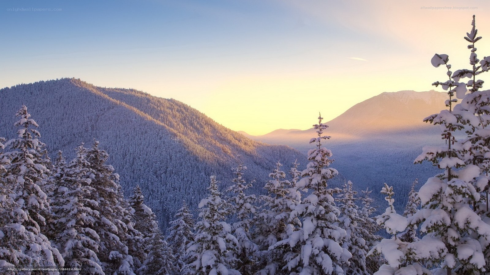 Snowy mountain forest at sunrise
