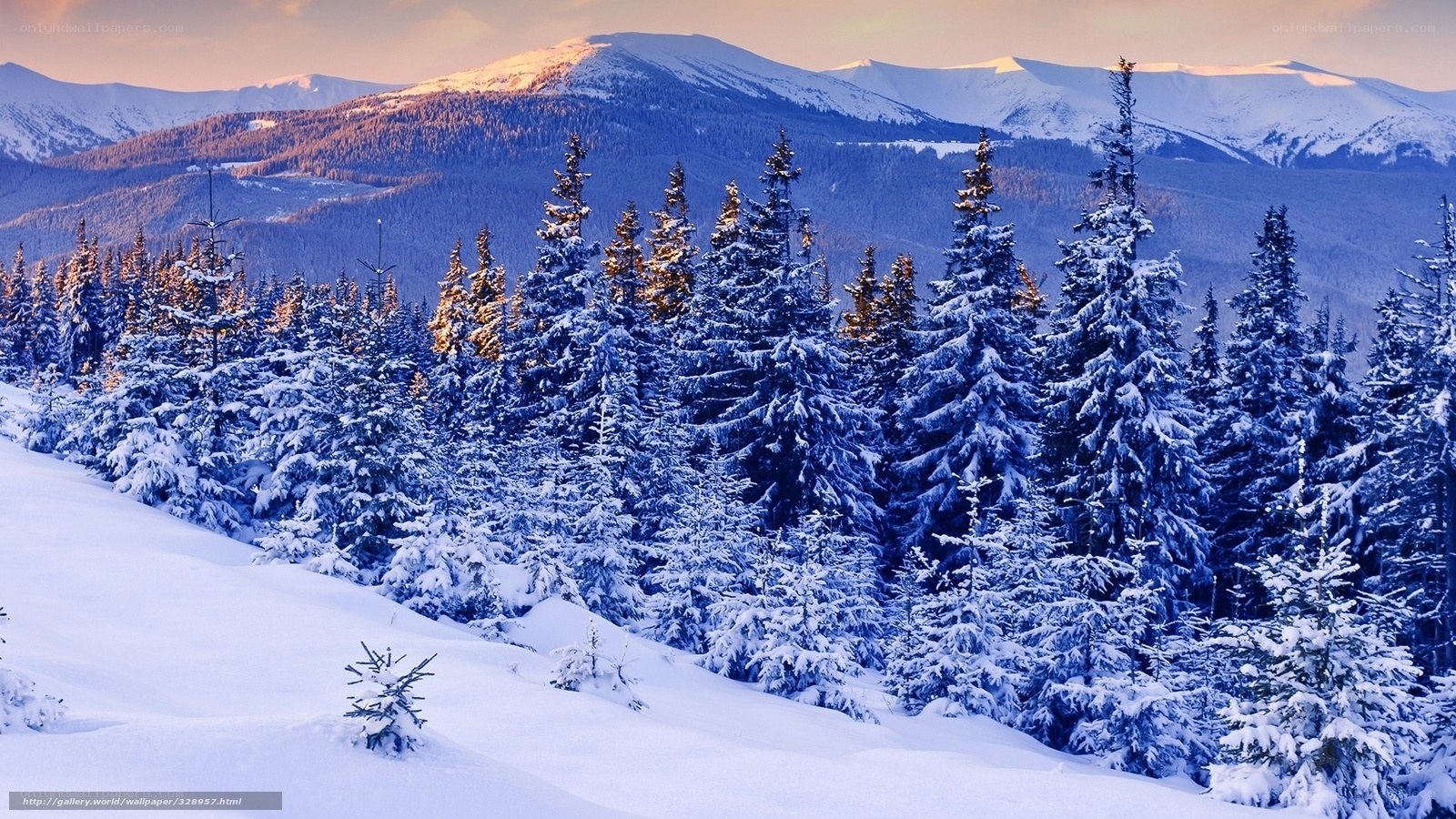 Snowy mountain forest at sunset