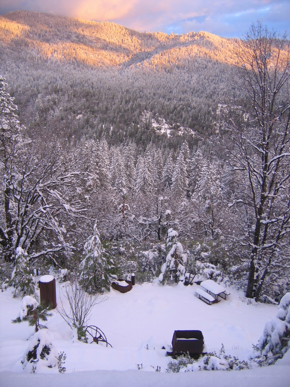 Snowy mountain forest at sunset
