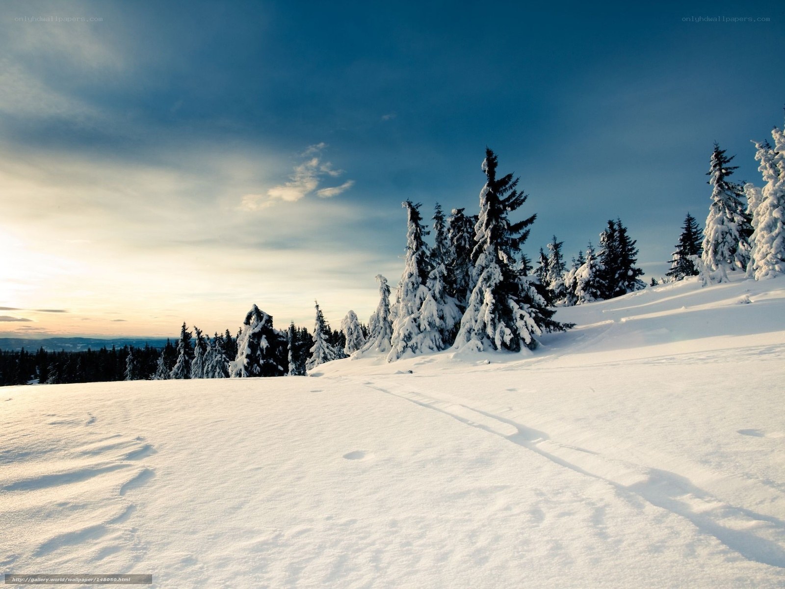 Snowy mountain forest at sunset