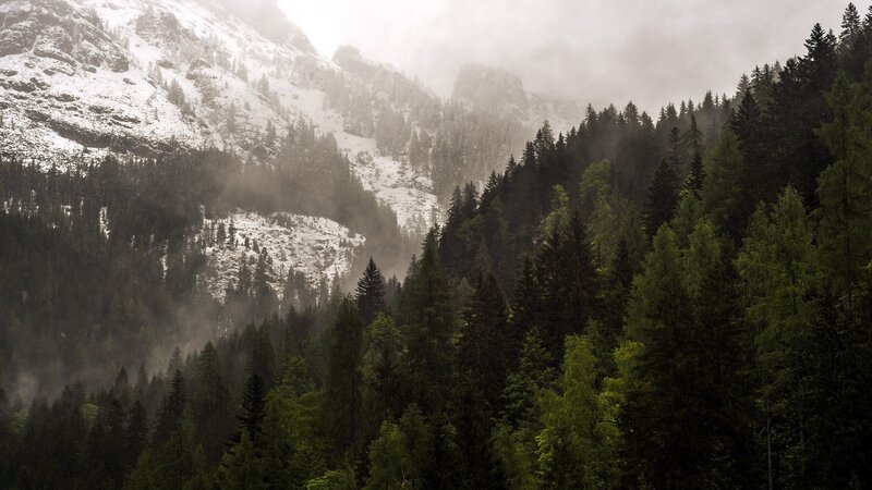 Snowy Mountain Forest — Green