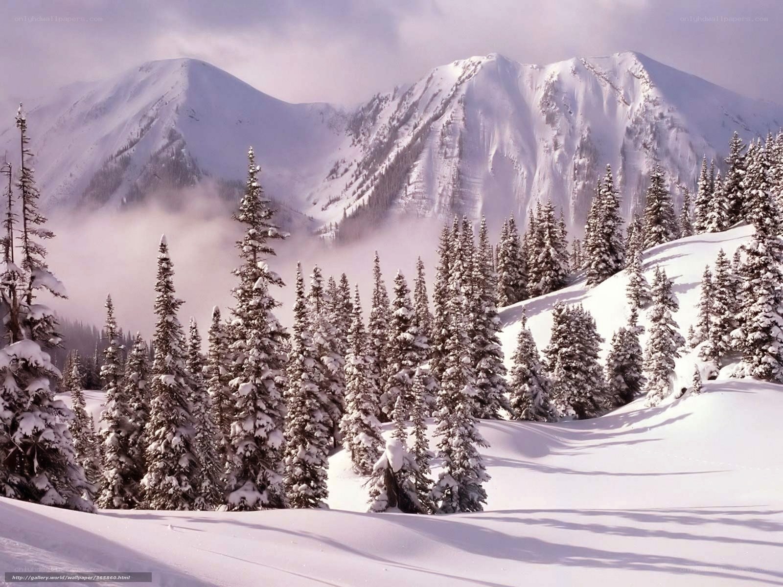 Snowy mountain forest landscape