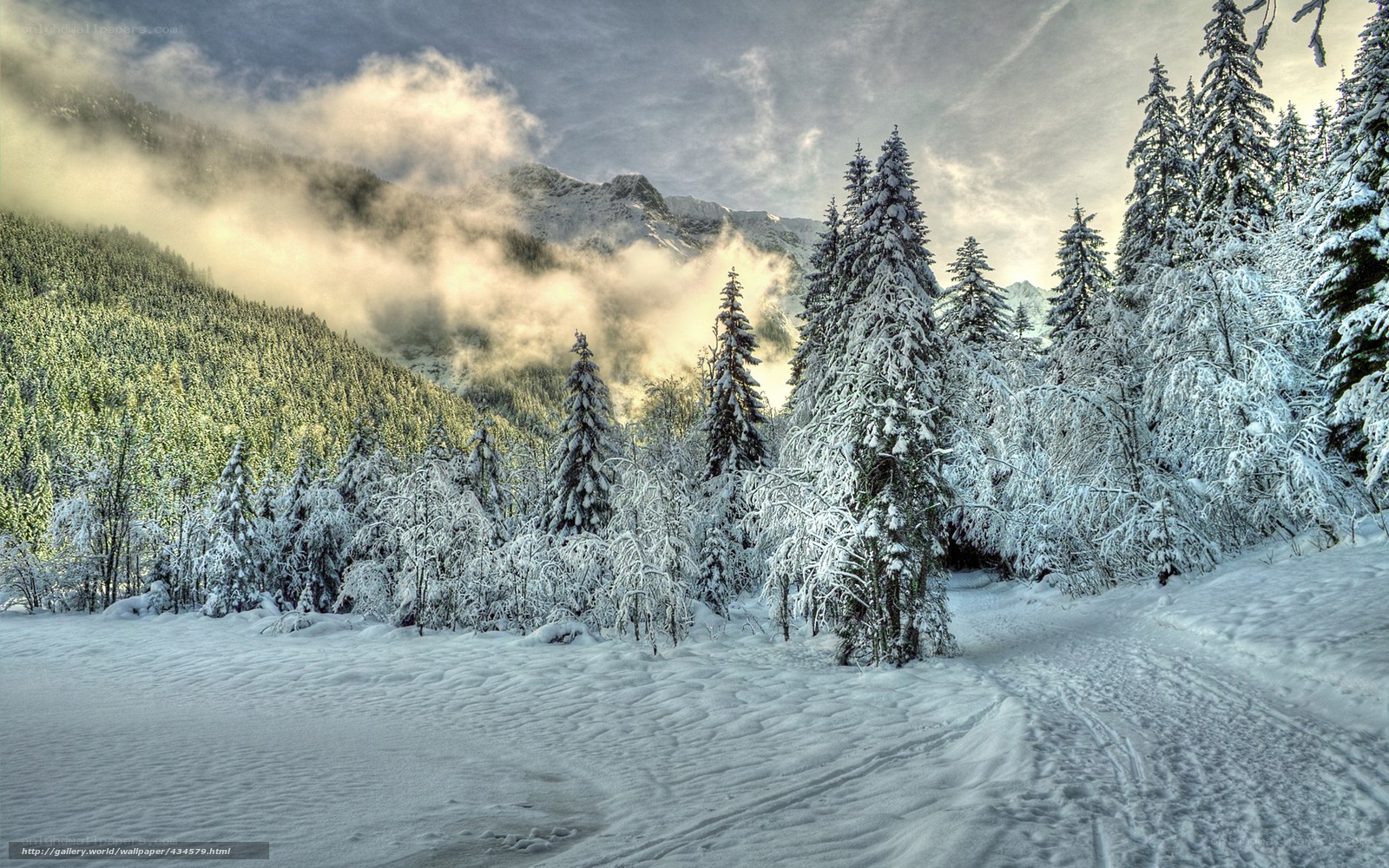 Snowy mountain forest landscape