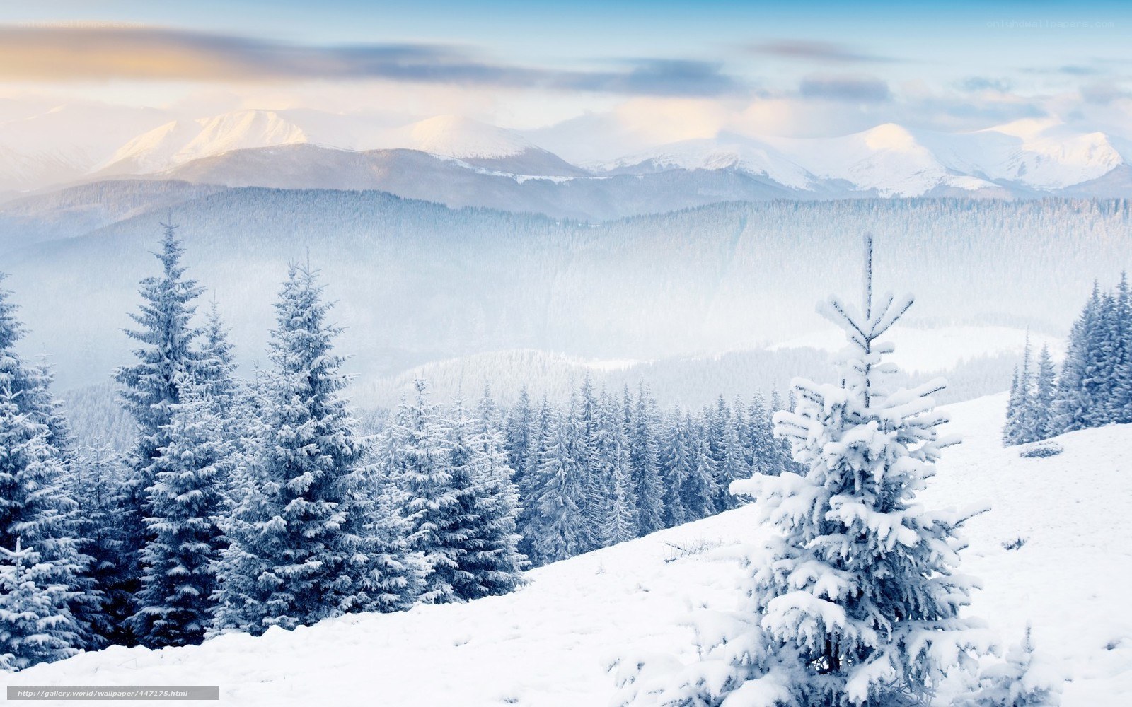 Snowy mountain forest landscape