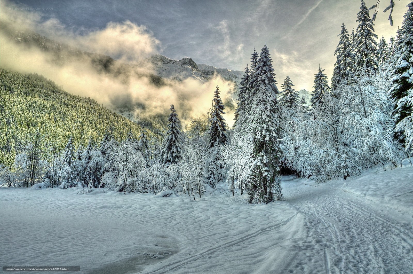 Snowy mountain forest landscape