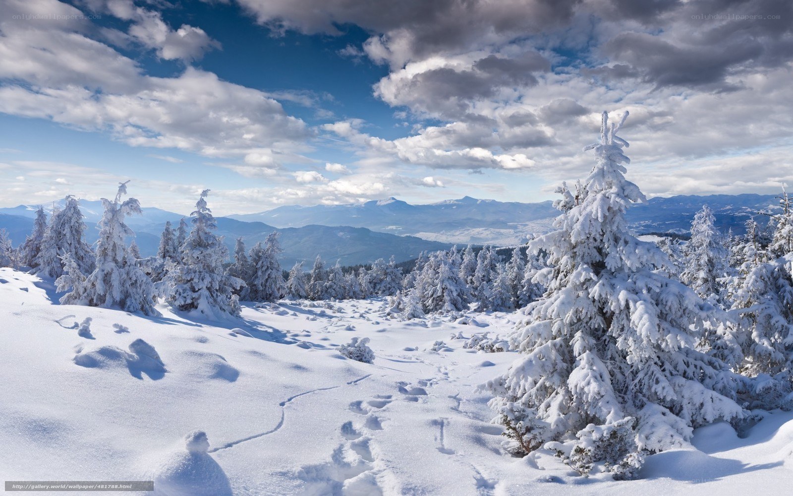 Snowy mountain forest landscape