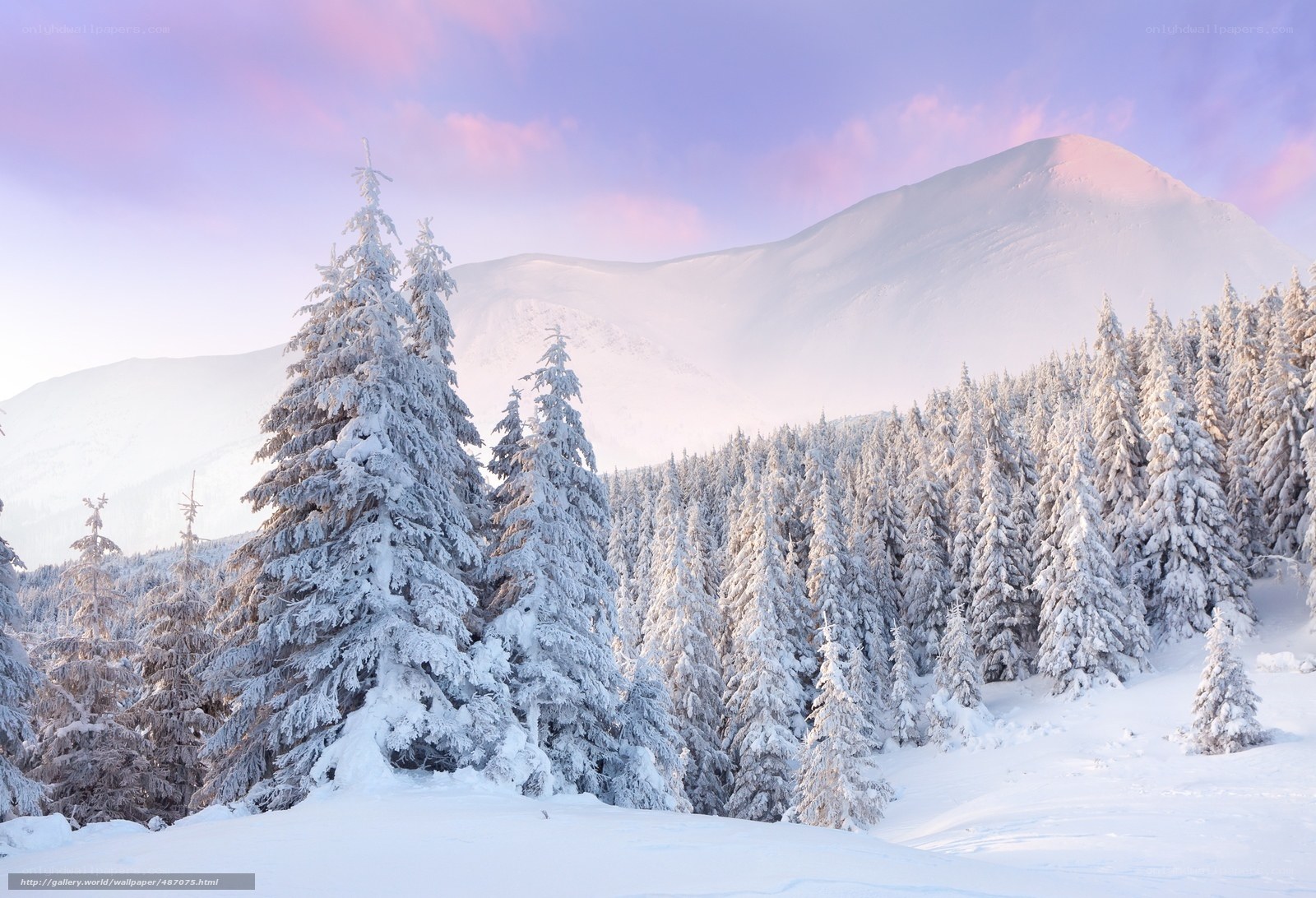 Snowy mountain forest landscape