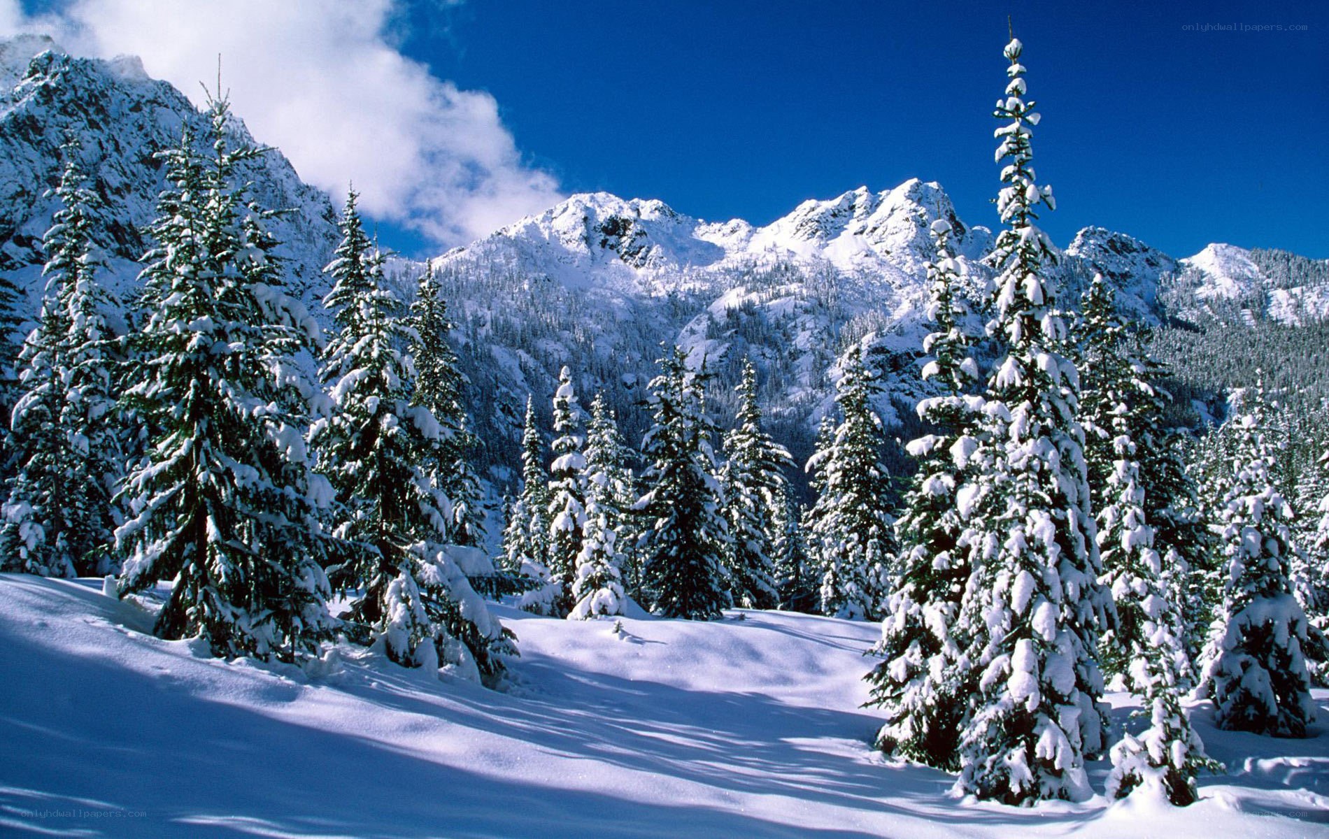 Snowy mountain forest landscape