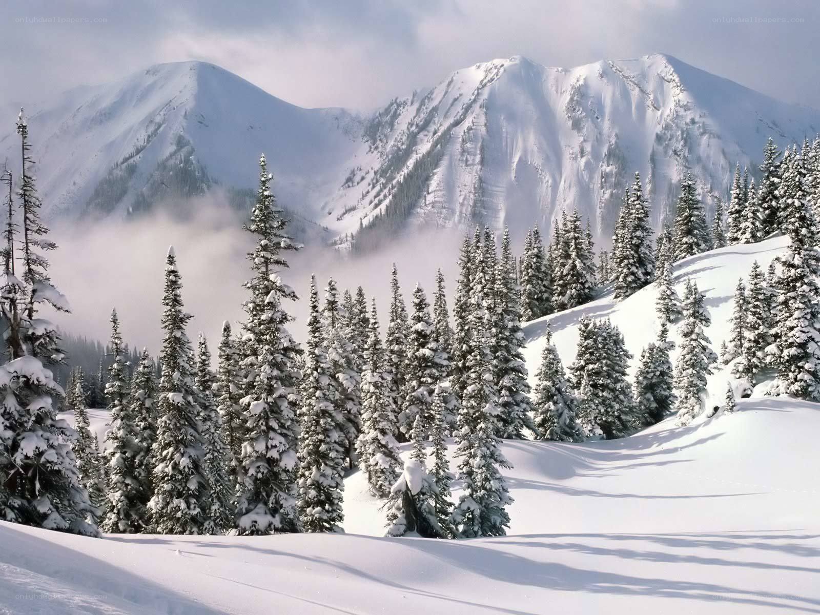 Snowy mountain forest landscape