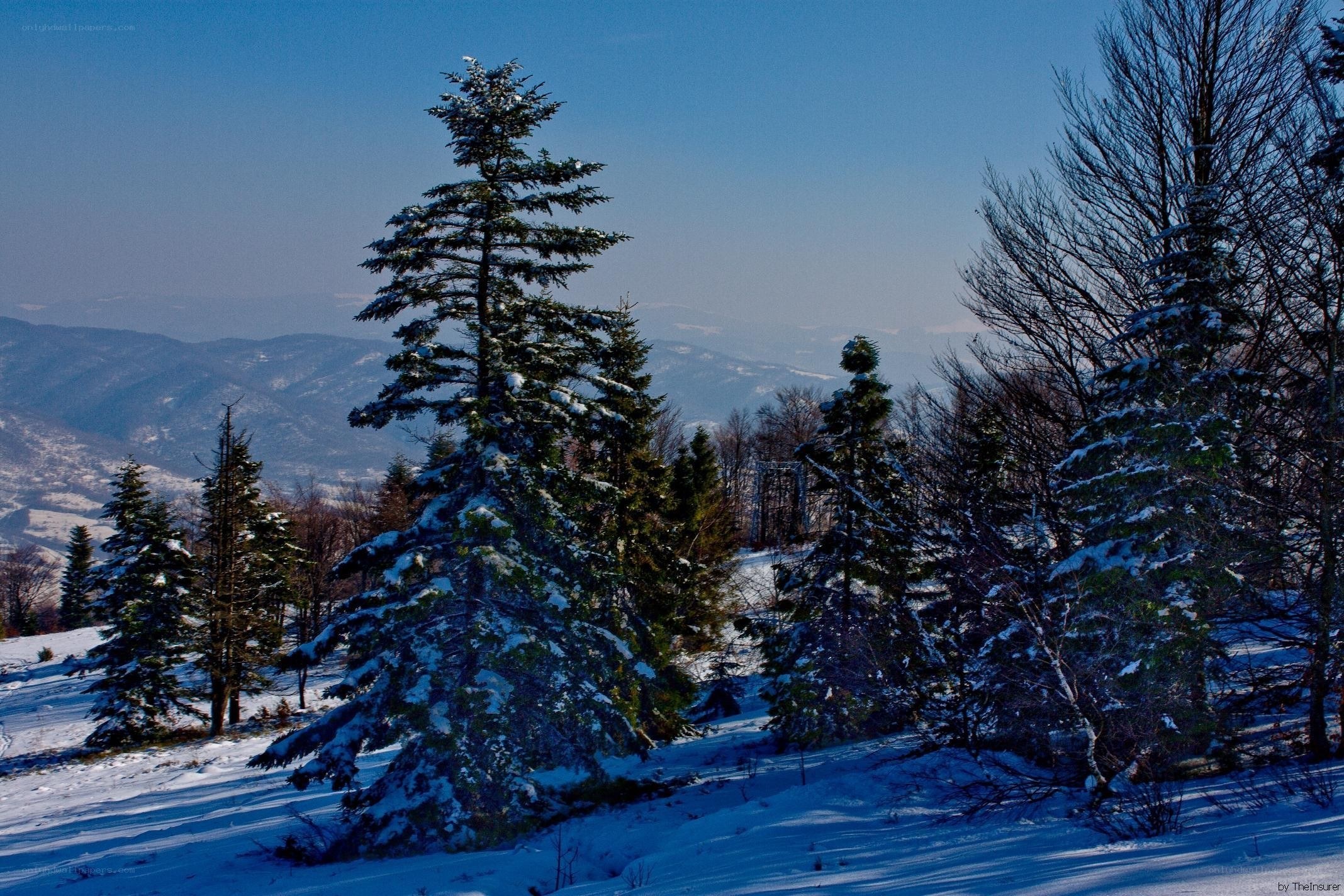 Snowy mountain forest landscape