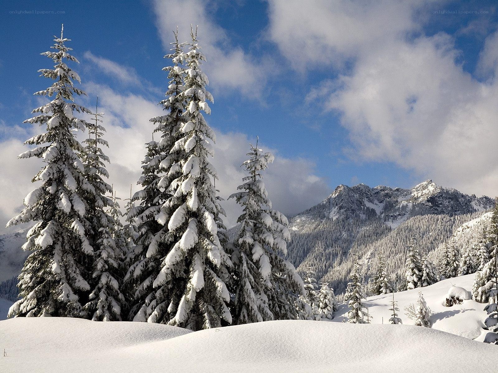 Snowy mountain forest landscape