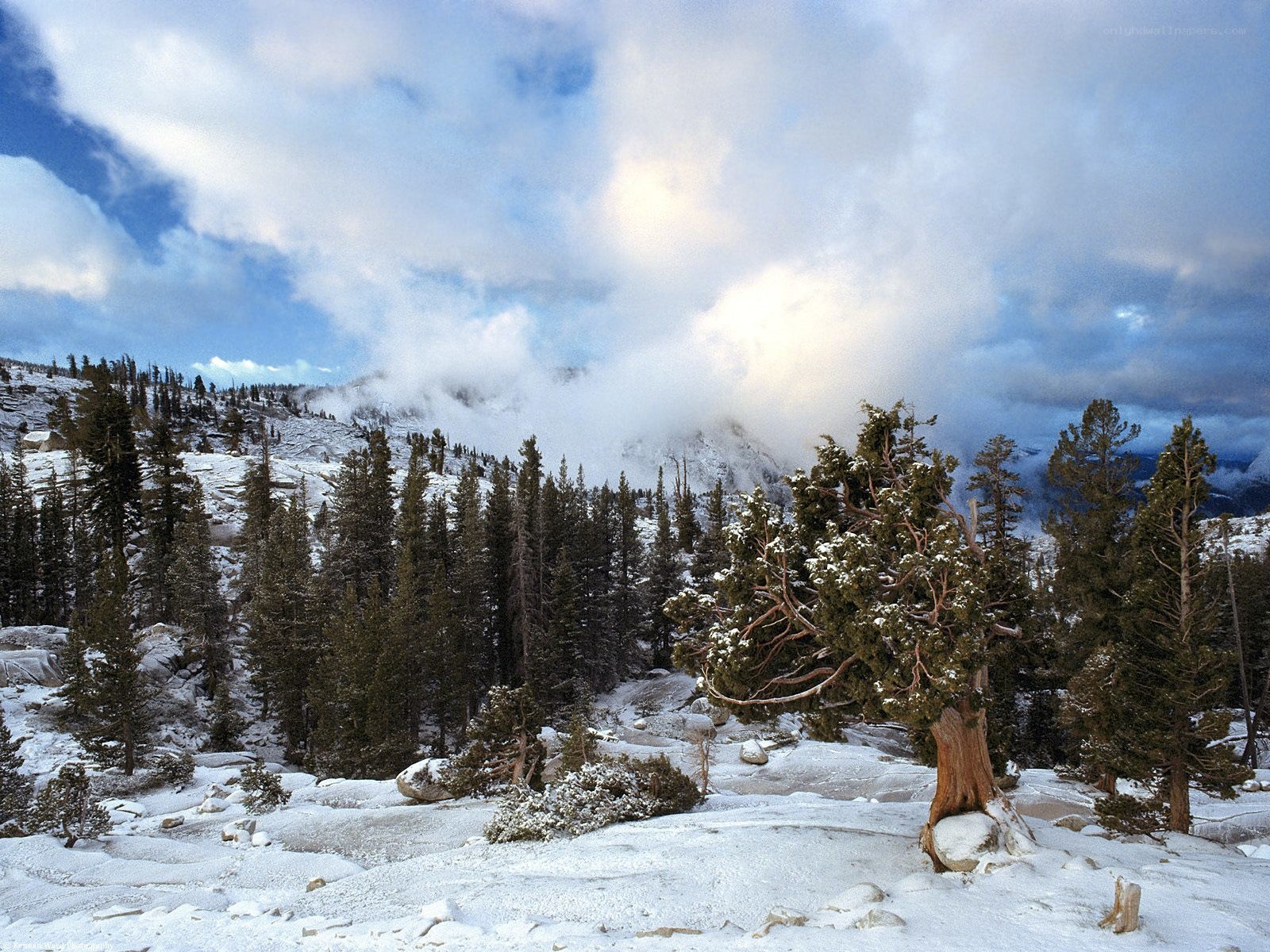Snowy mountain forest landscape