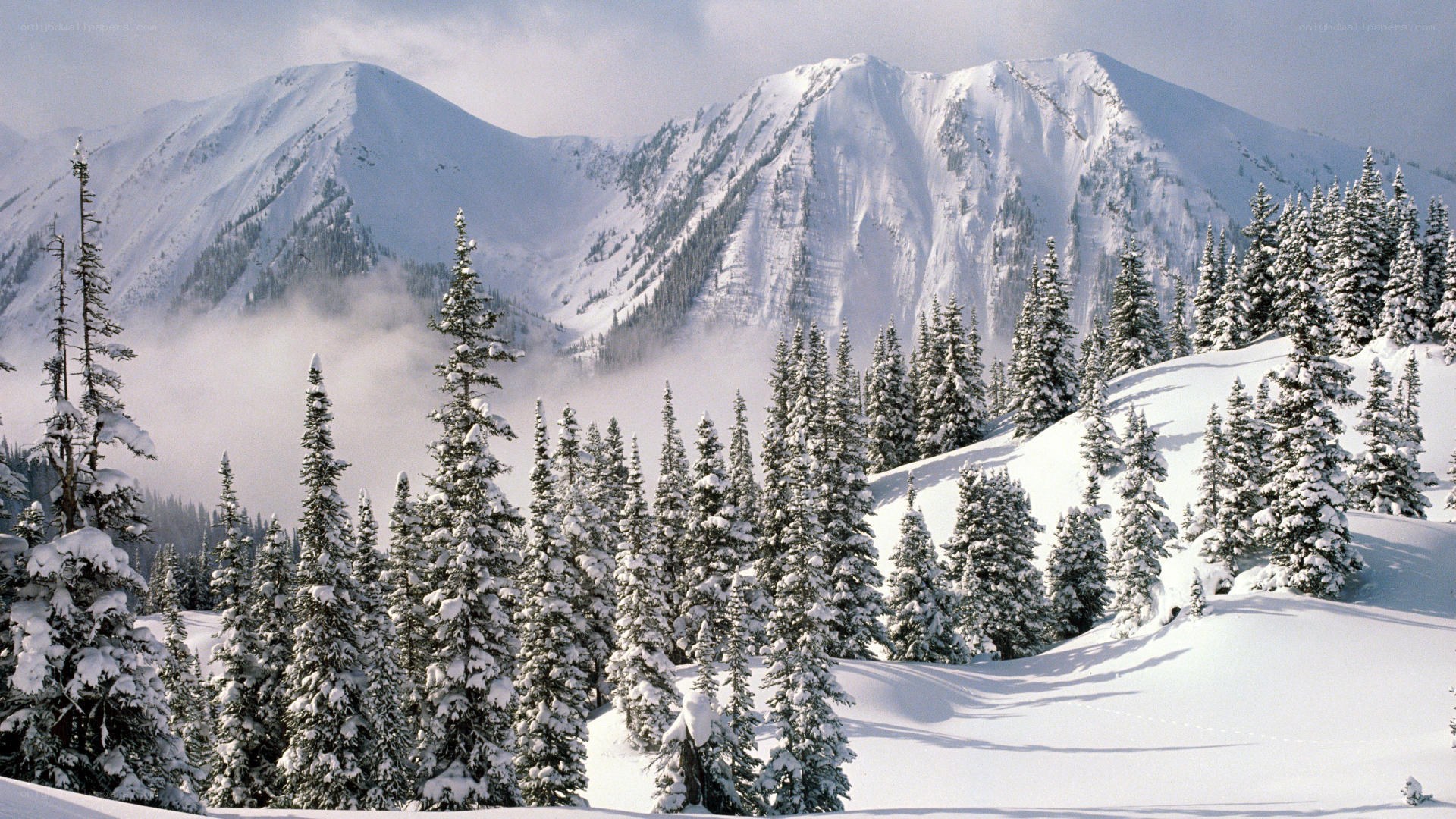 Snowy mountain forest landscape