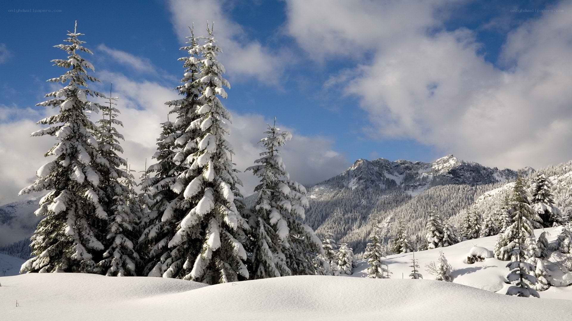 Snowy mountain forest landscape