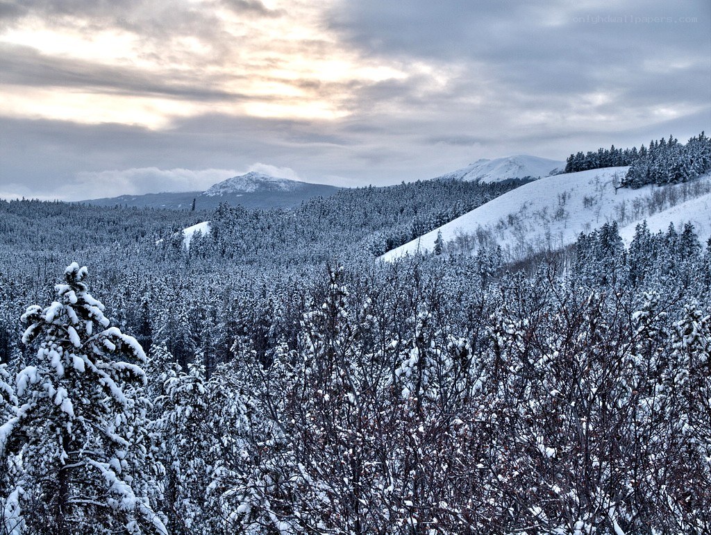 Snowy mountain forest landscape