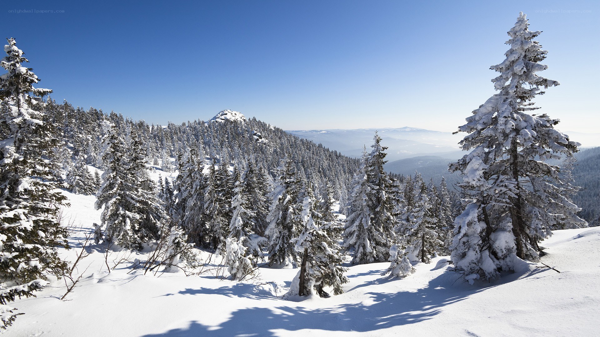 Snowy mountain forest landscape