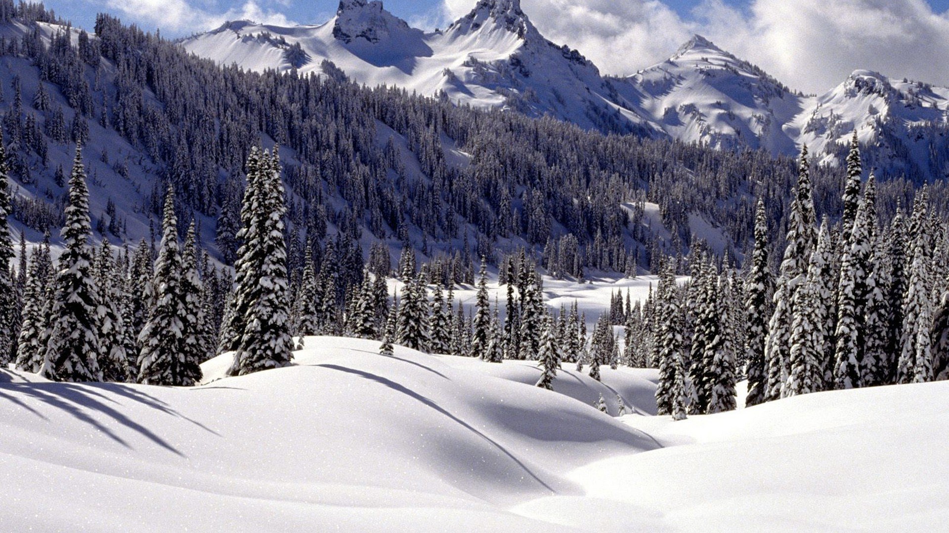 snowy mountain forest landscape