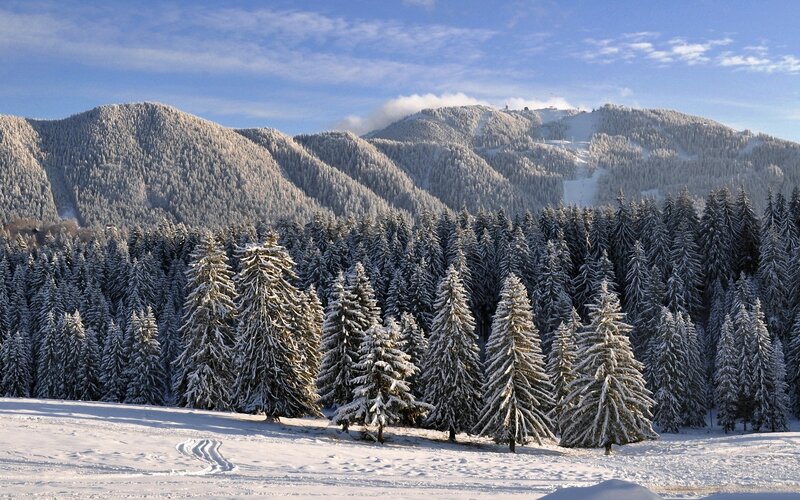 Snowy mountain forest landscape