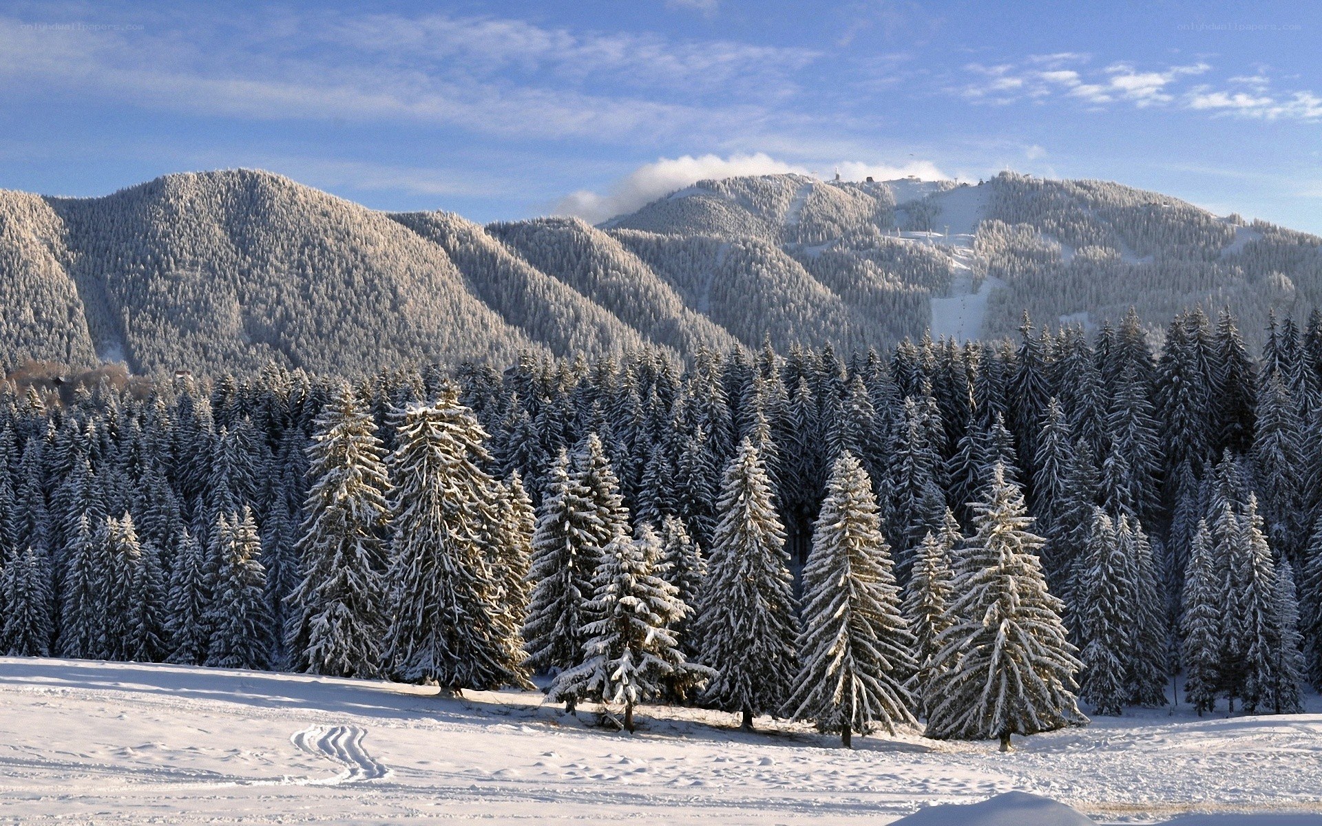 Snowy mountain forest landscape