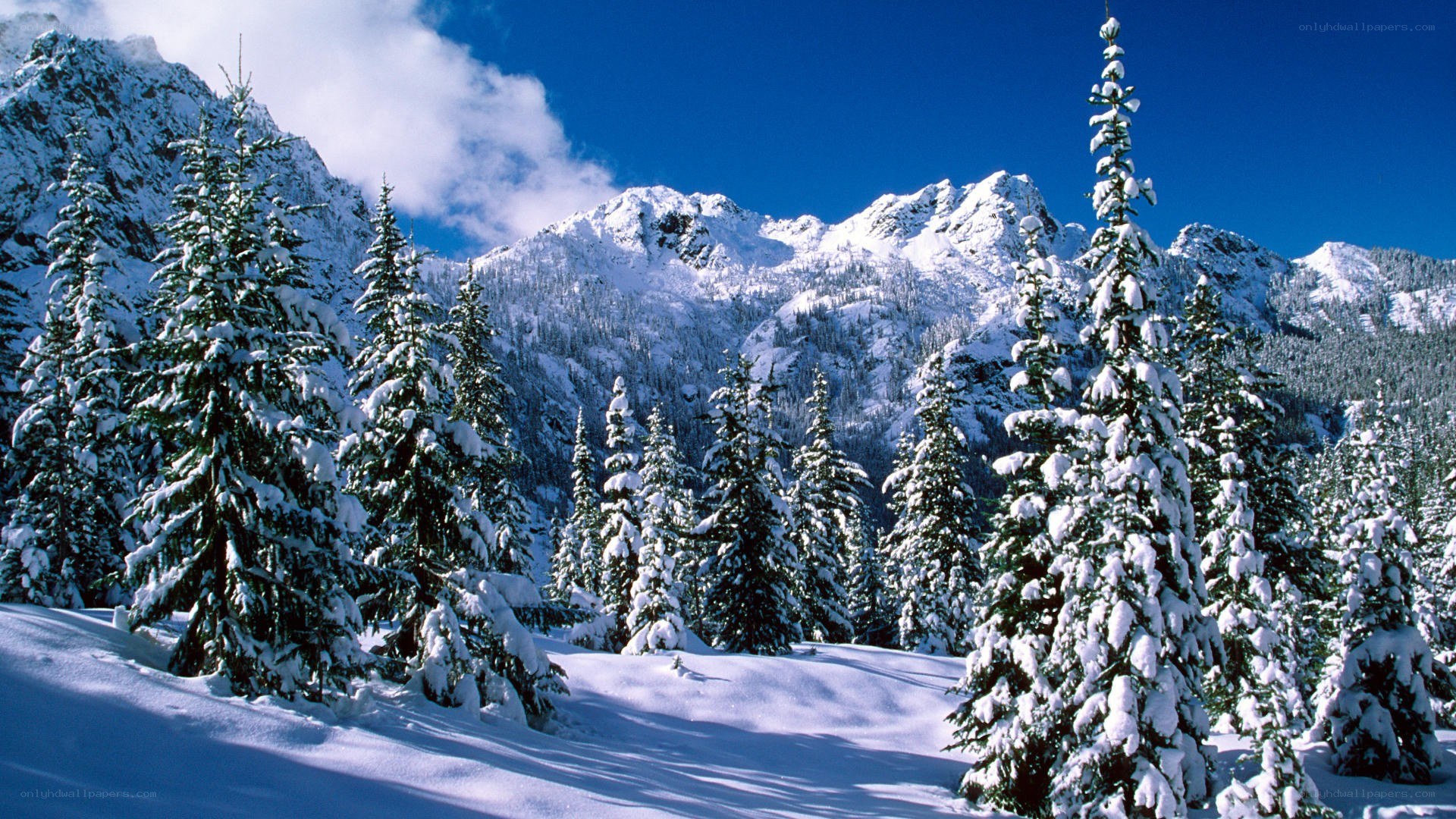 Snowy mountain forest landscape