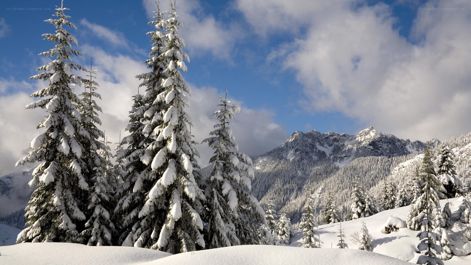 Snowy mountain forest landscape