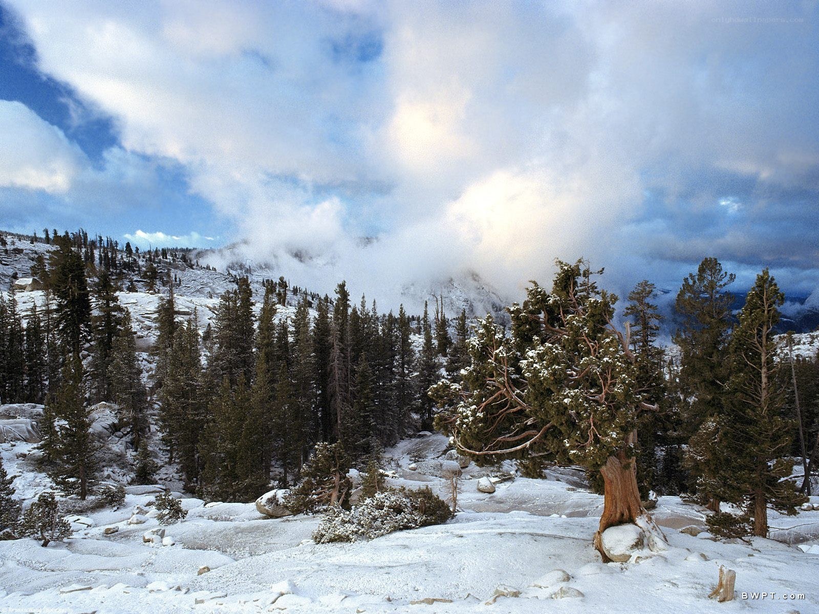 Snowy mountain forest landscape