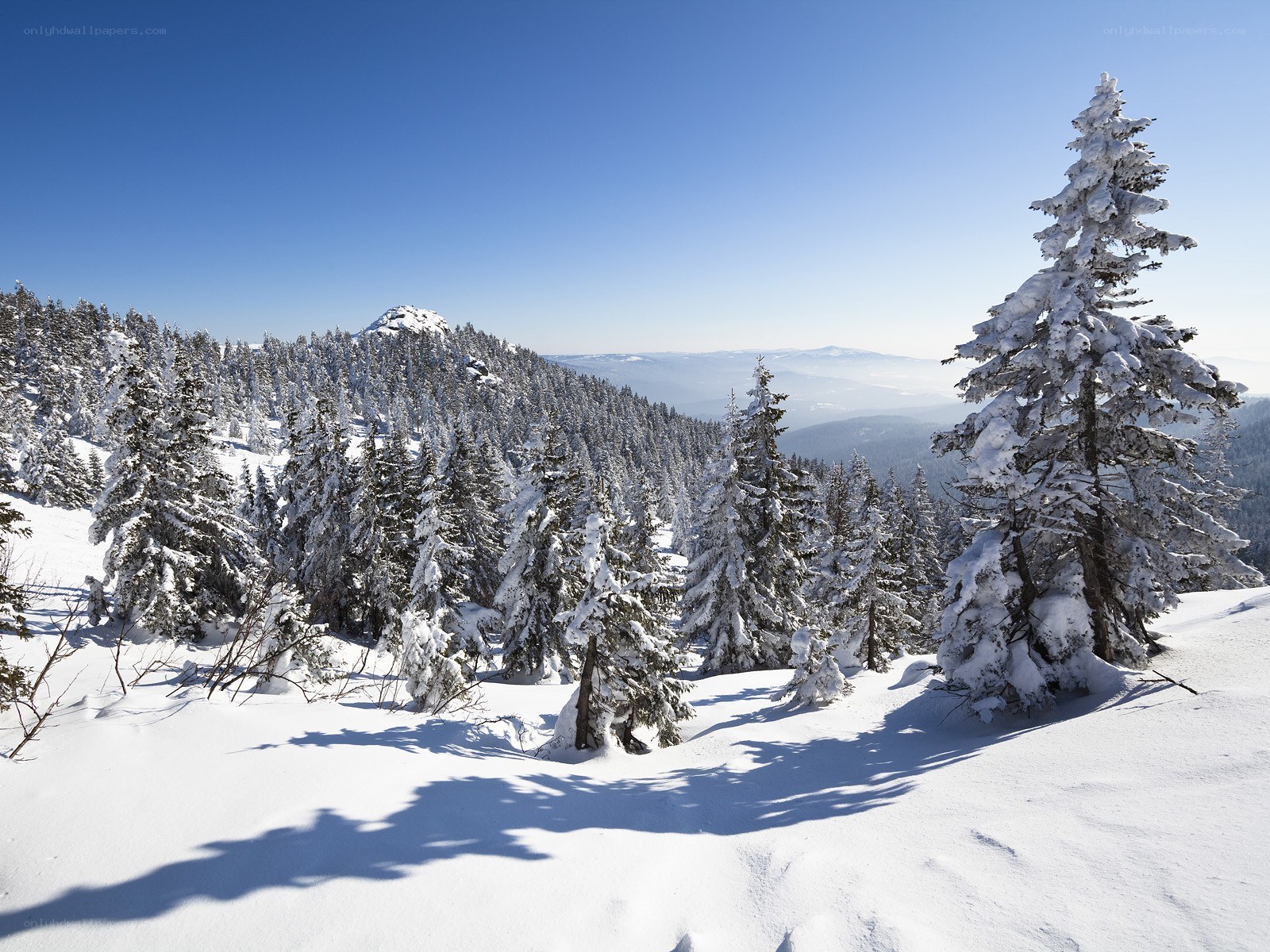 Snowy mountain forest landscape