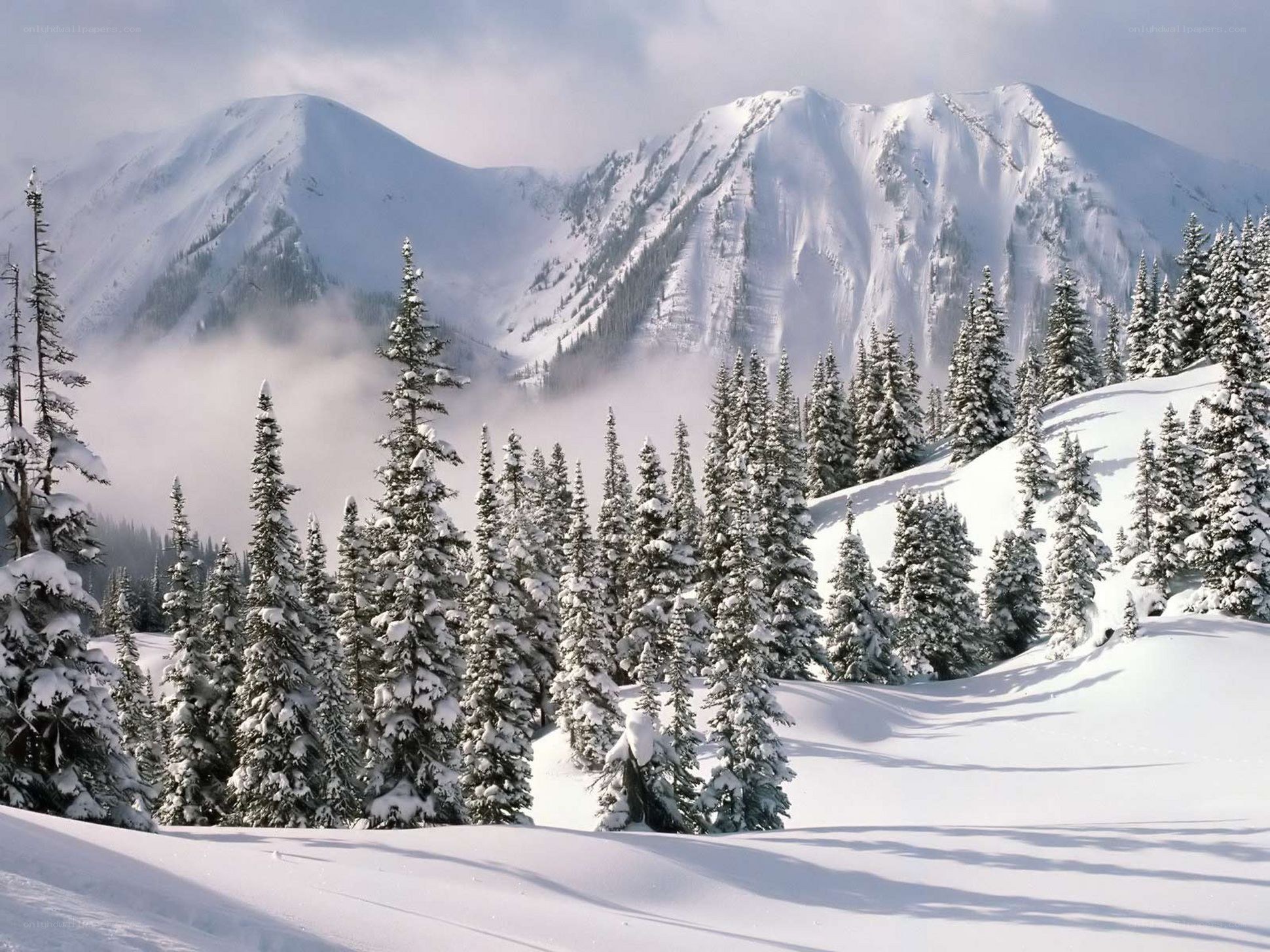 Snowy mountain forest landscape