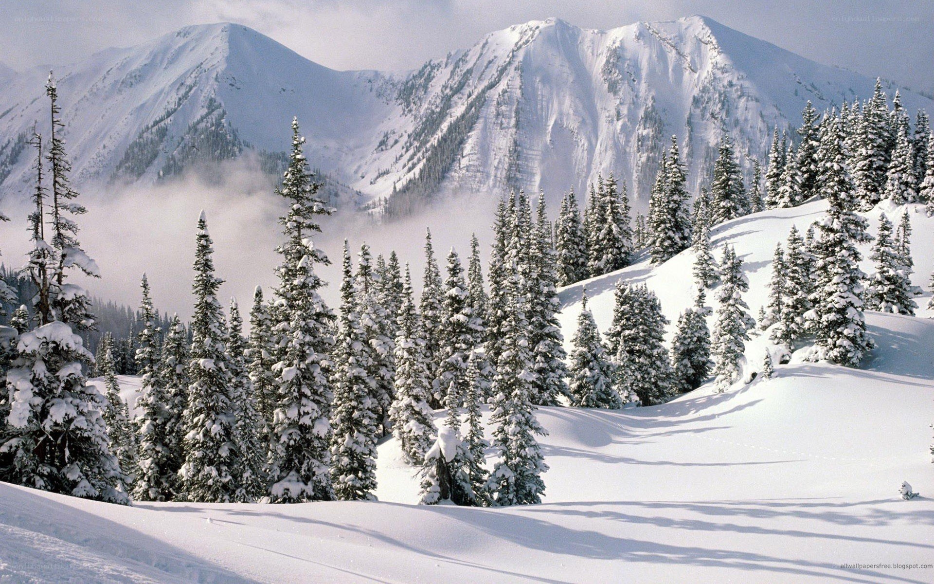 snowy mountain forest landscape