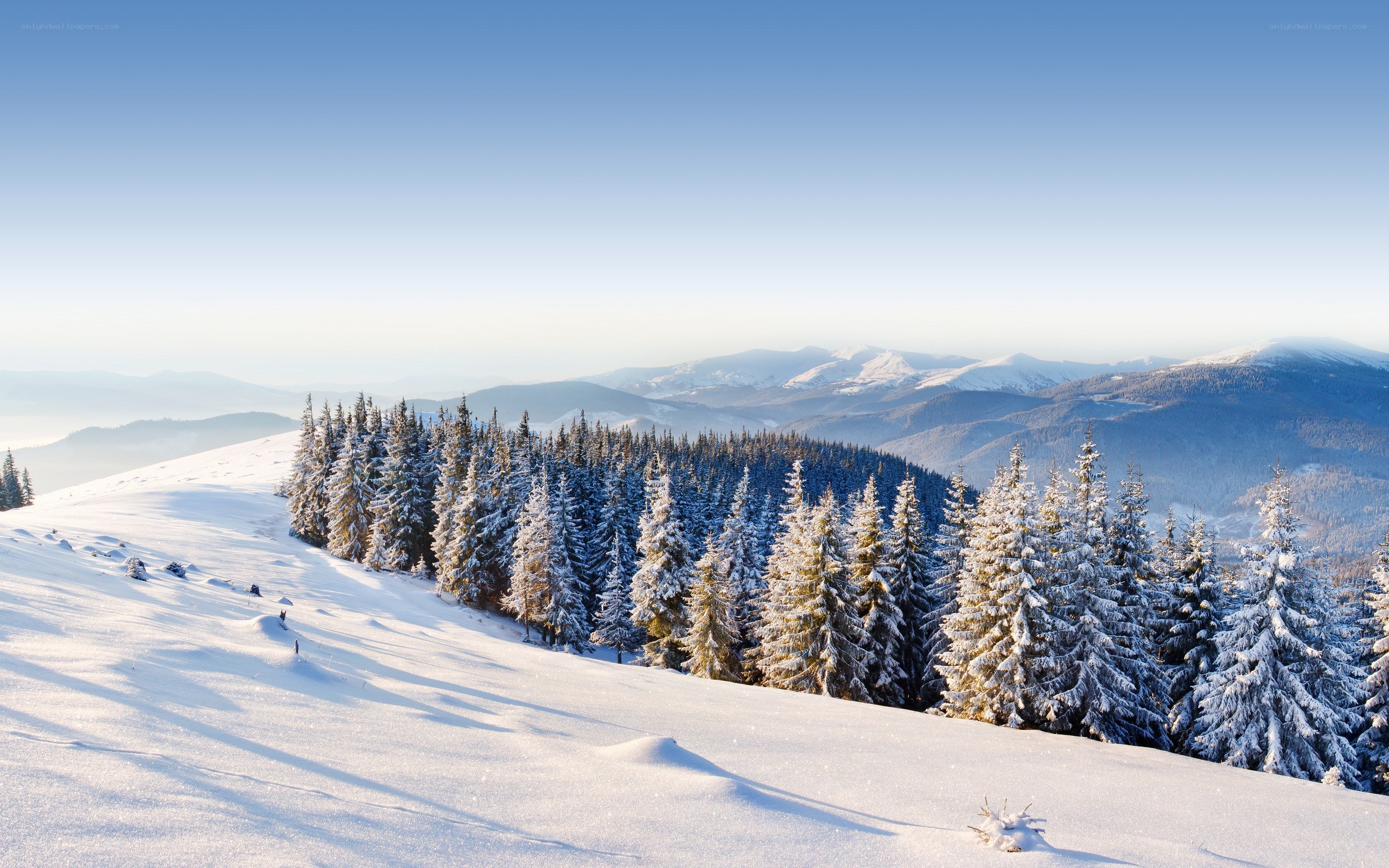 Snowy mountain forest landscape