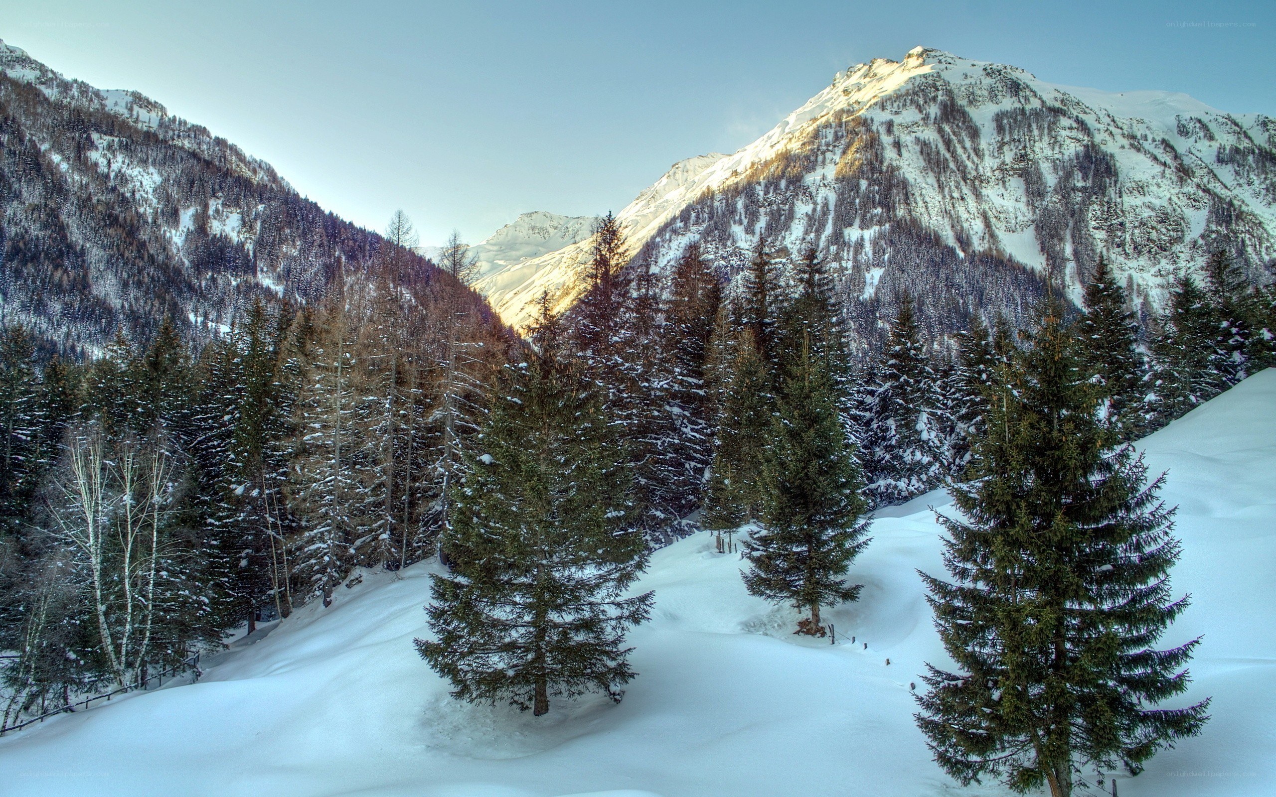 Snowy mountain forest landscape